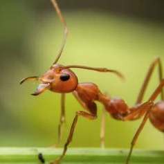 Fire Ant Treatment