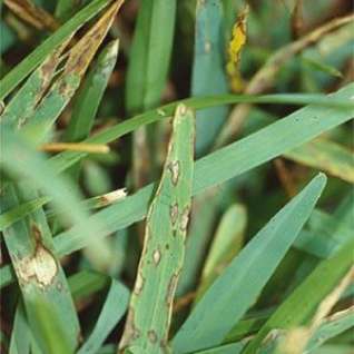 Grey Leaf Spot