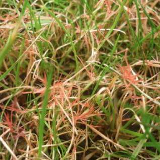 Red Thread Lawn Disease